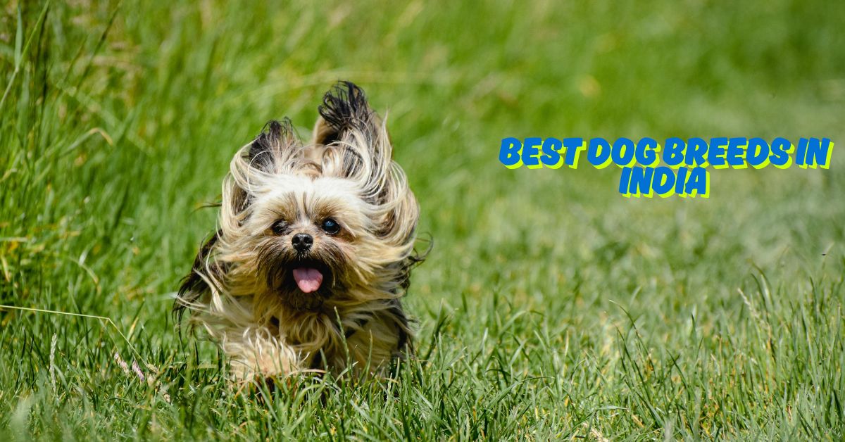 best dog breeds in india