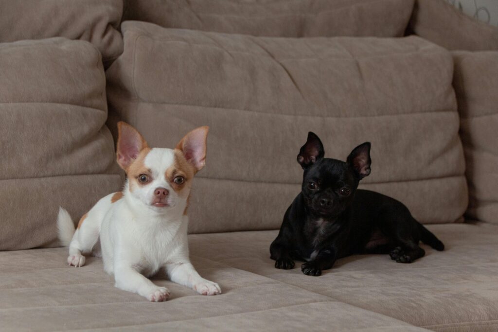 chihuahua puppies