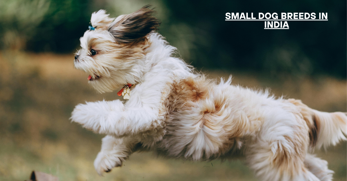 small dog breeds in india