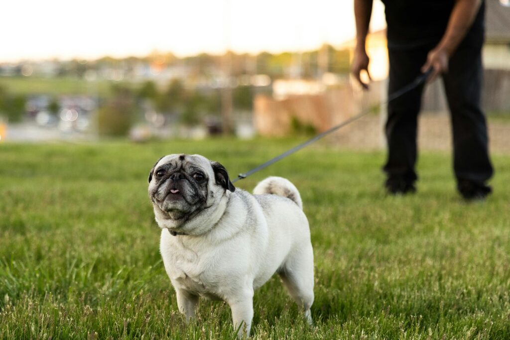 mylovelyfurryfriend discover expert tips on dog health