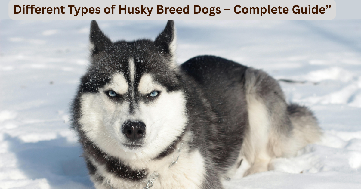 type of husky breed dogs