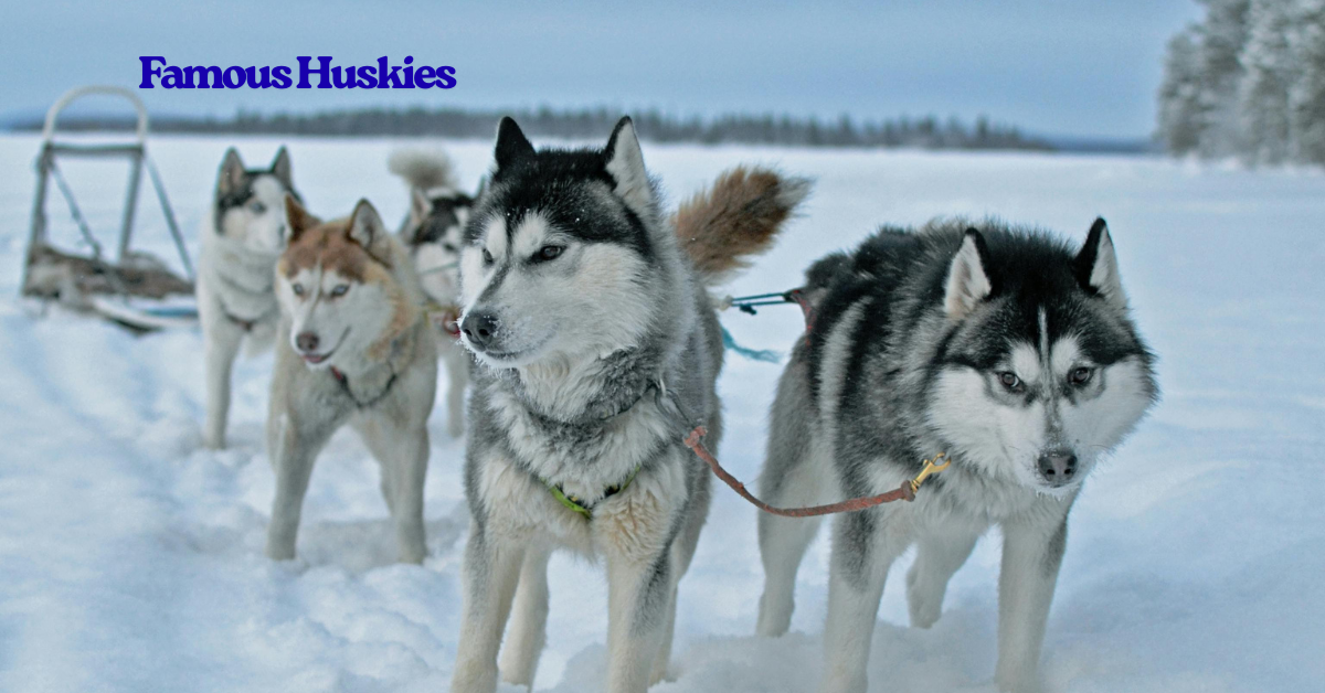 Famous Huskies