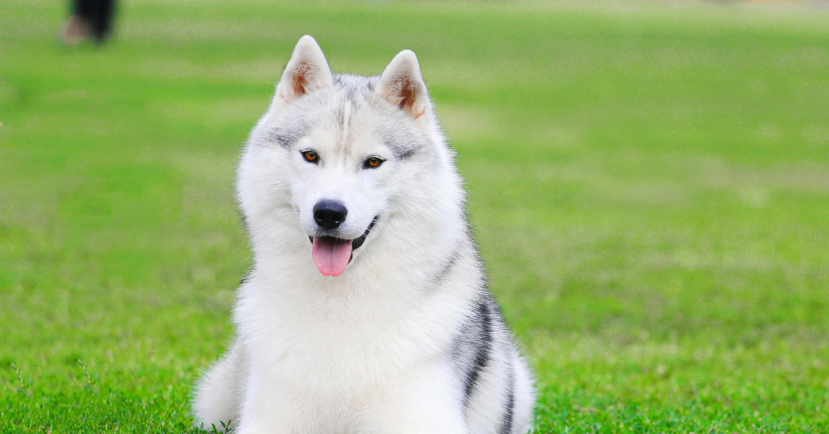 Siberian Husky colors