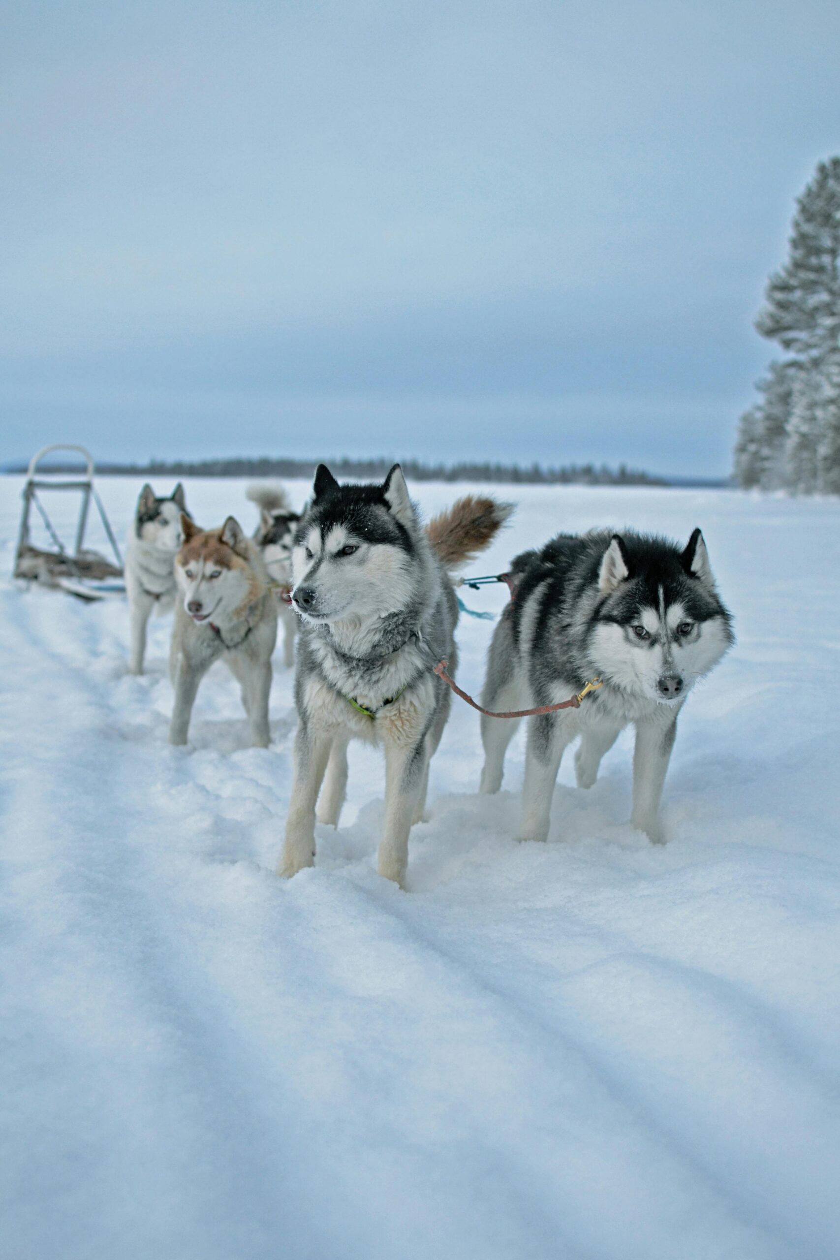 Famous Huskies