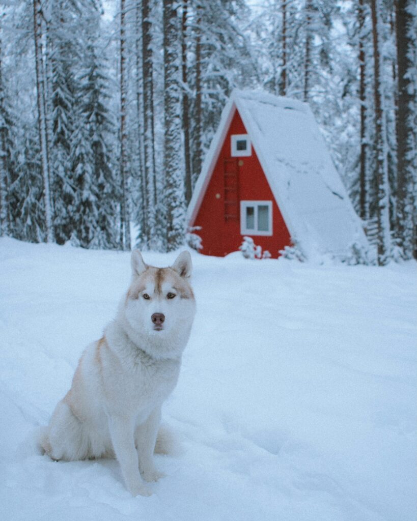 White Husky