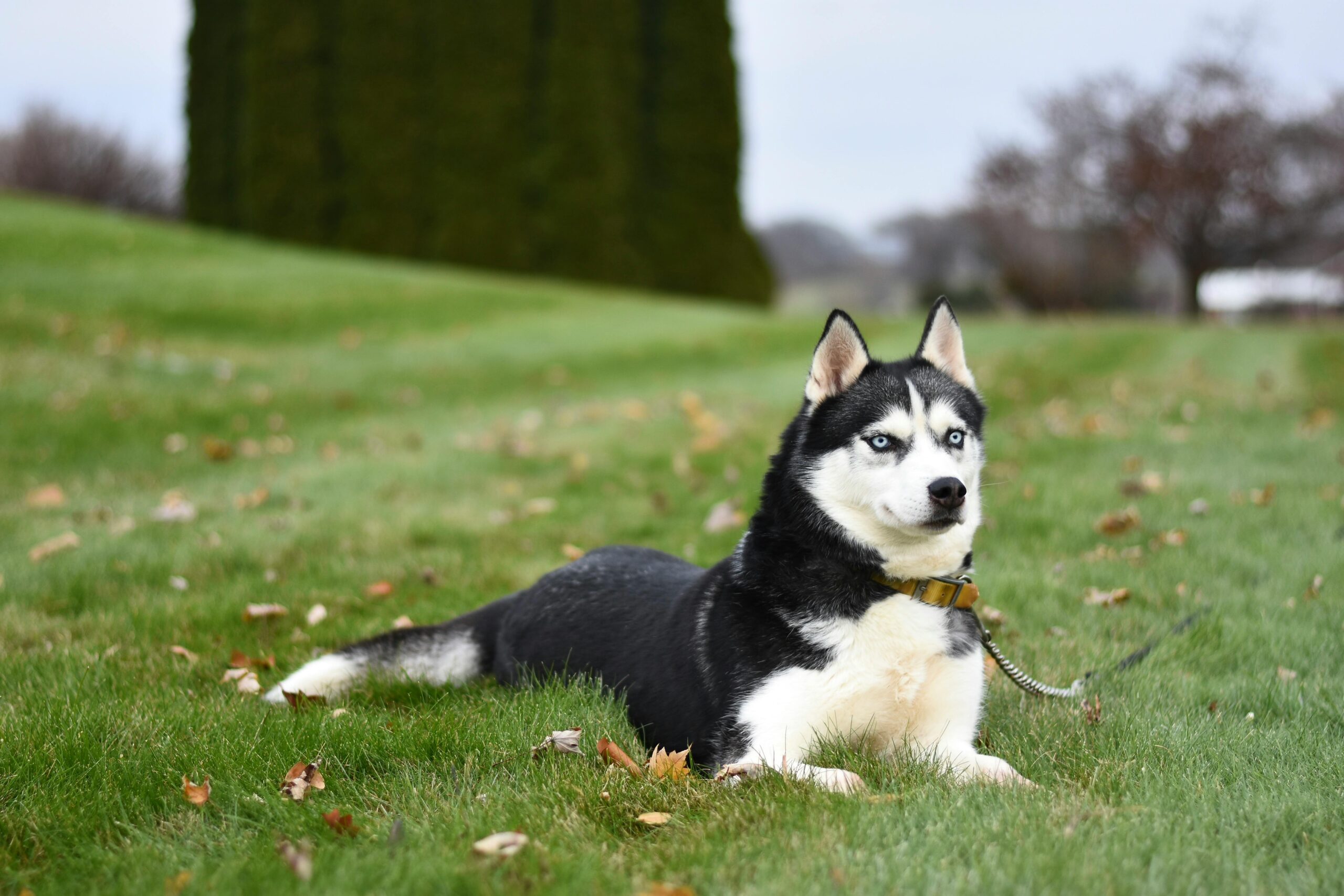 Alaskan Husky