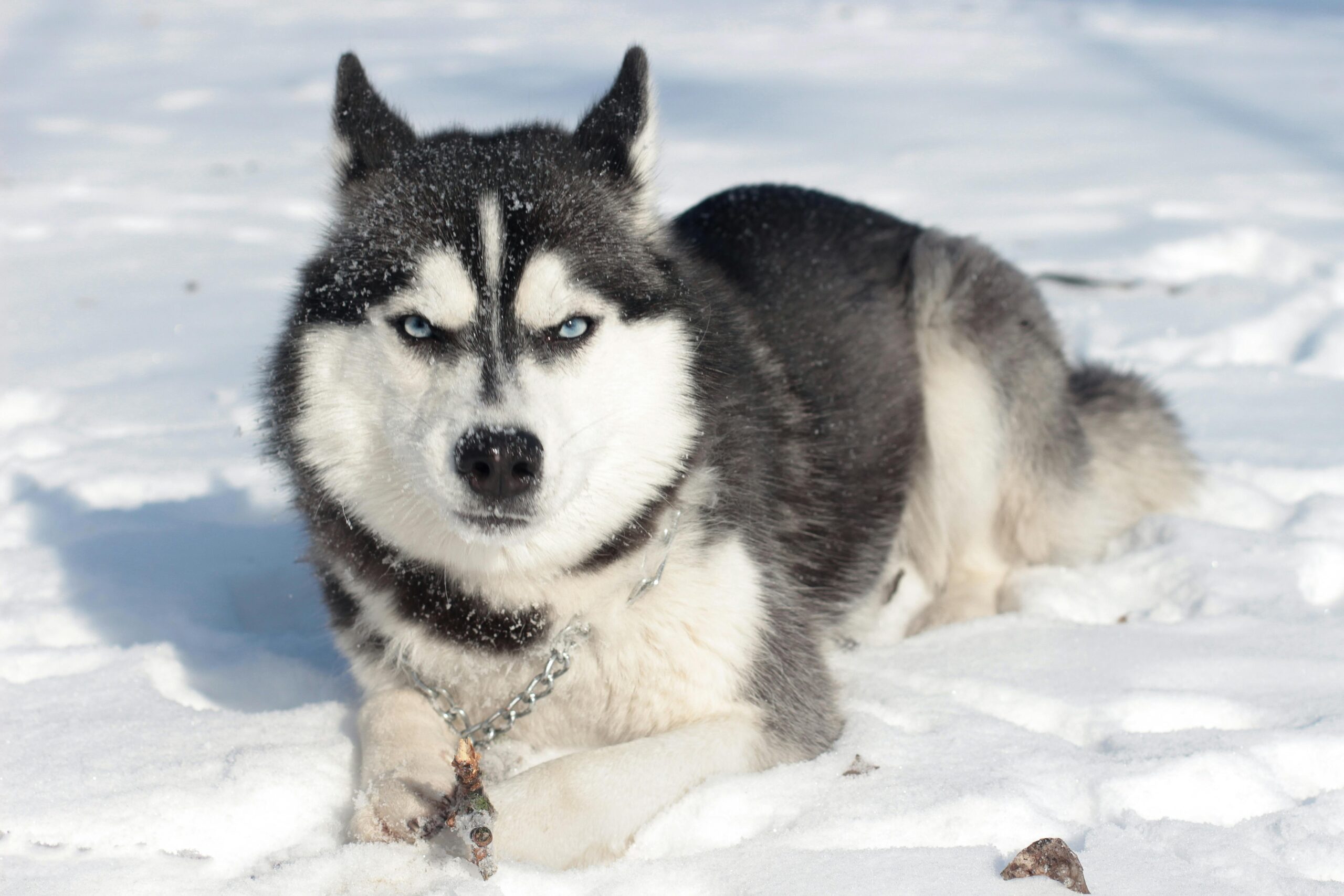 Husky dog breed