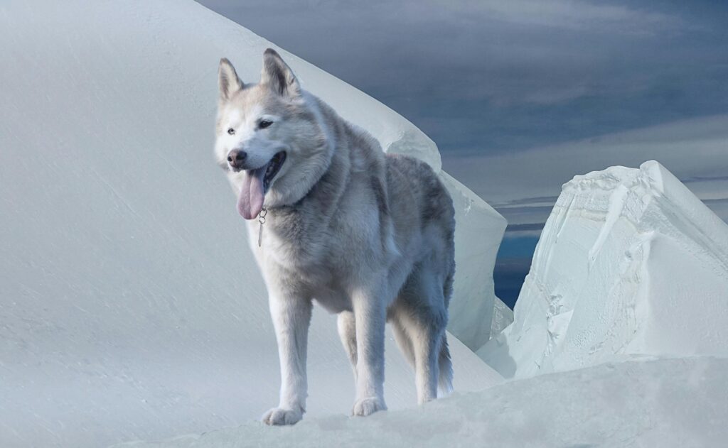 Alaskan Husky