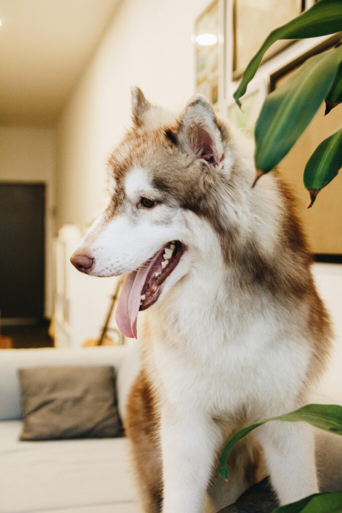 Copper (Red) Husky
