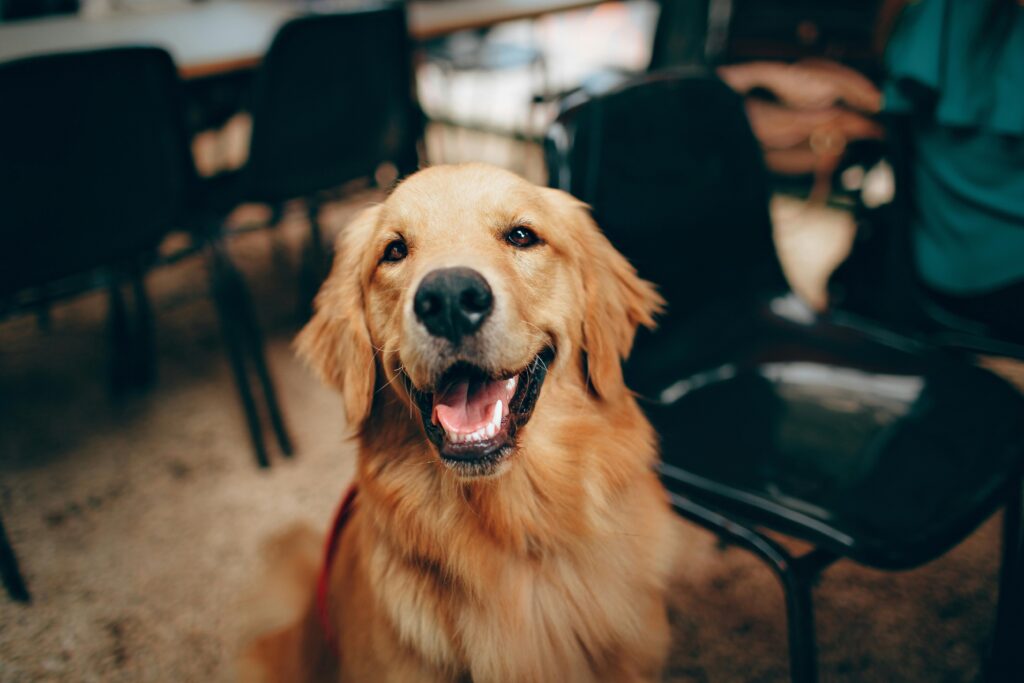 average life expectancy for golden retriever