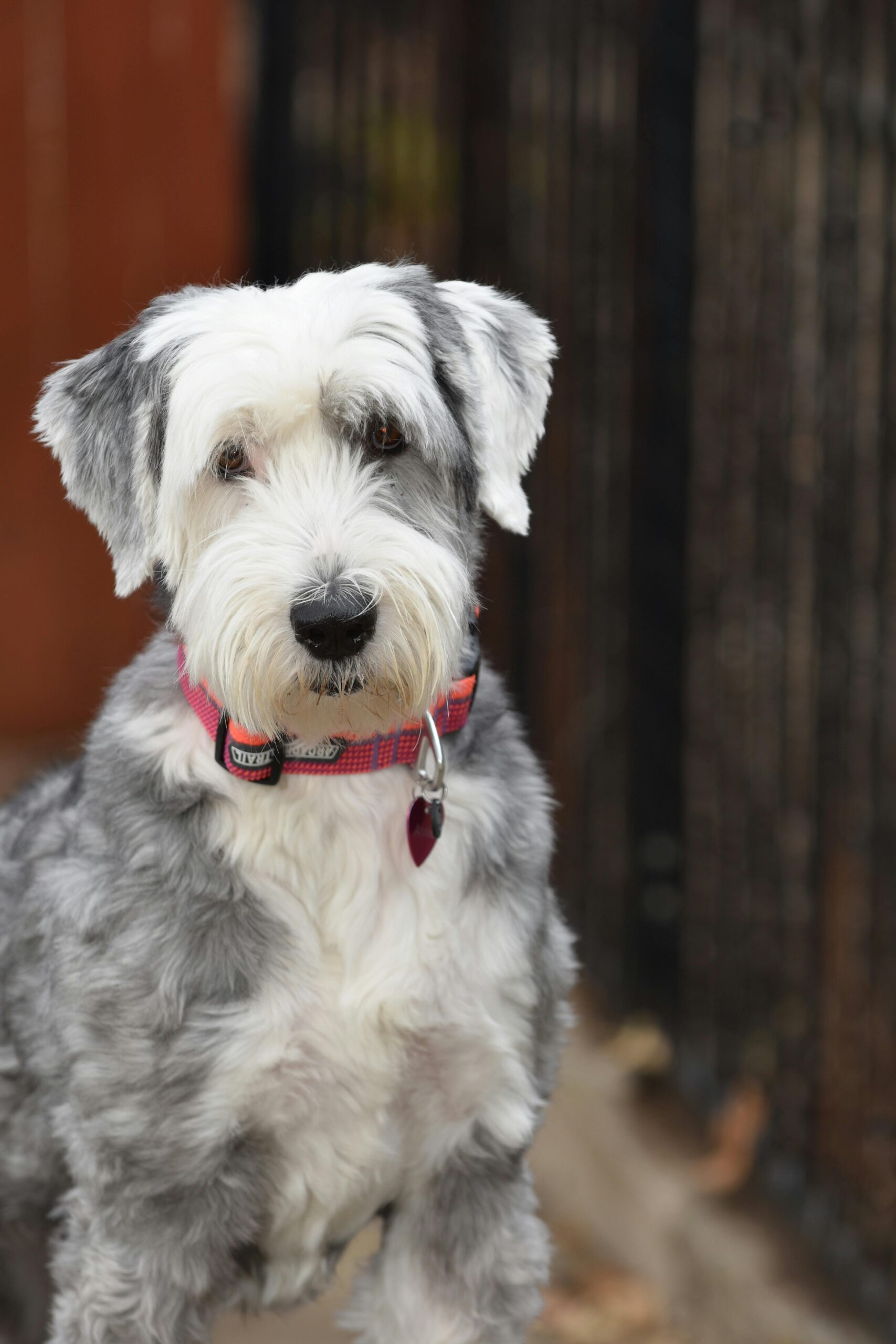 Old English Sheepdogs