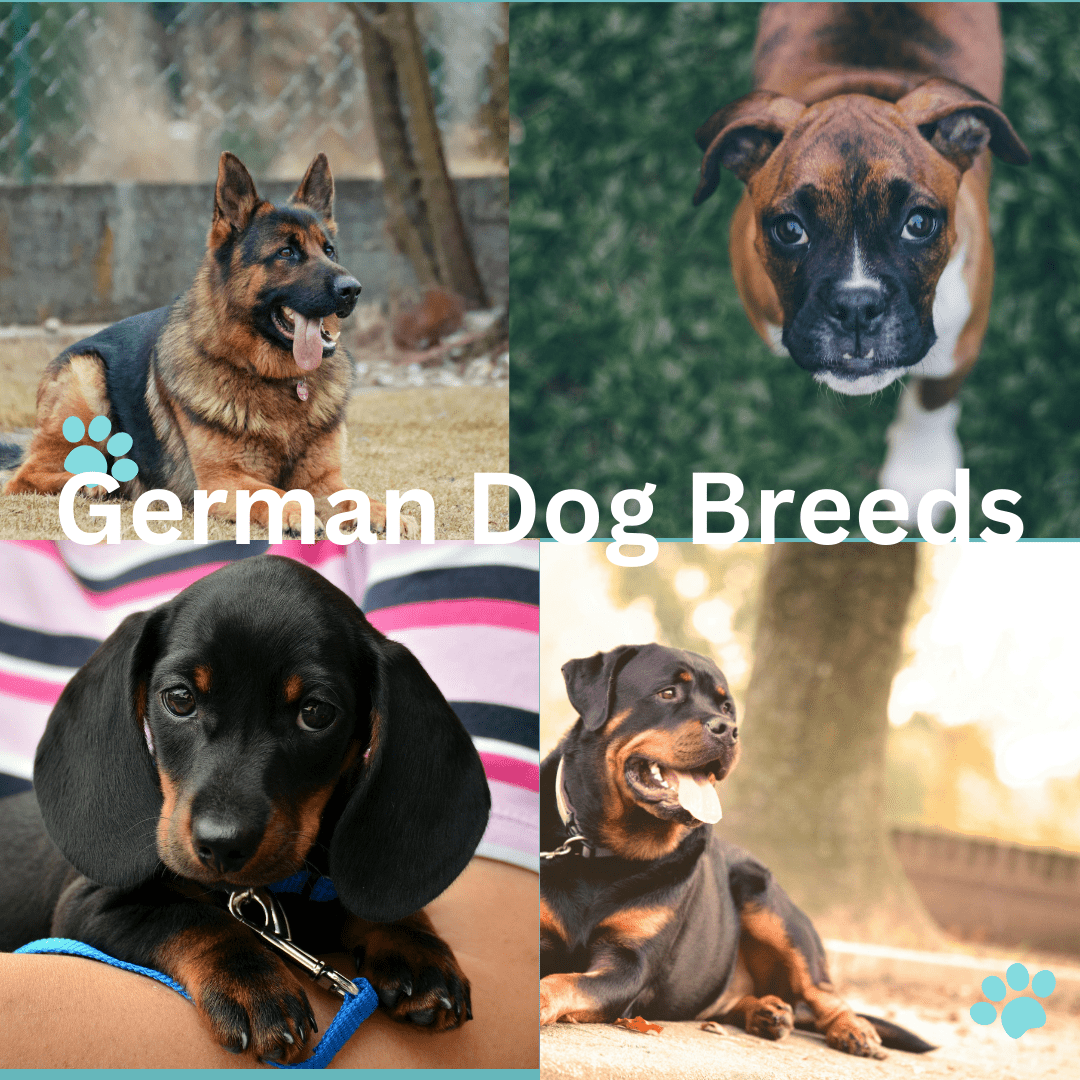 German Dog Breeds