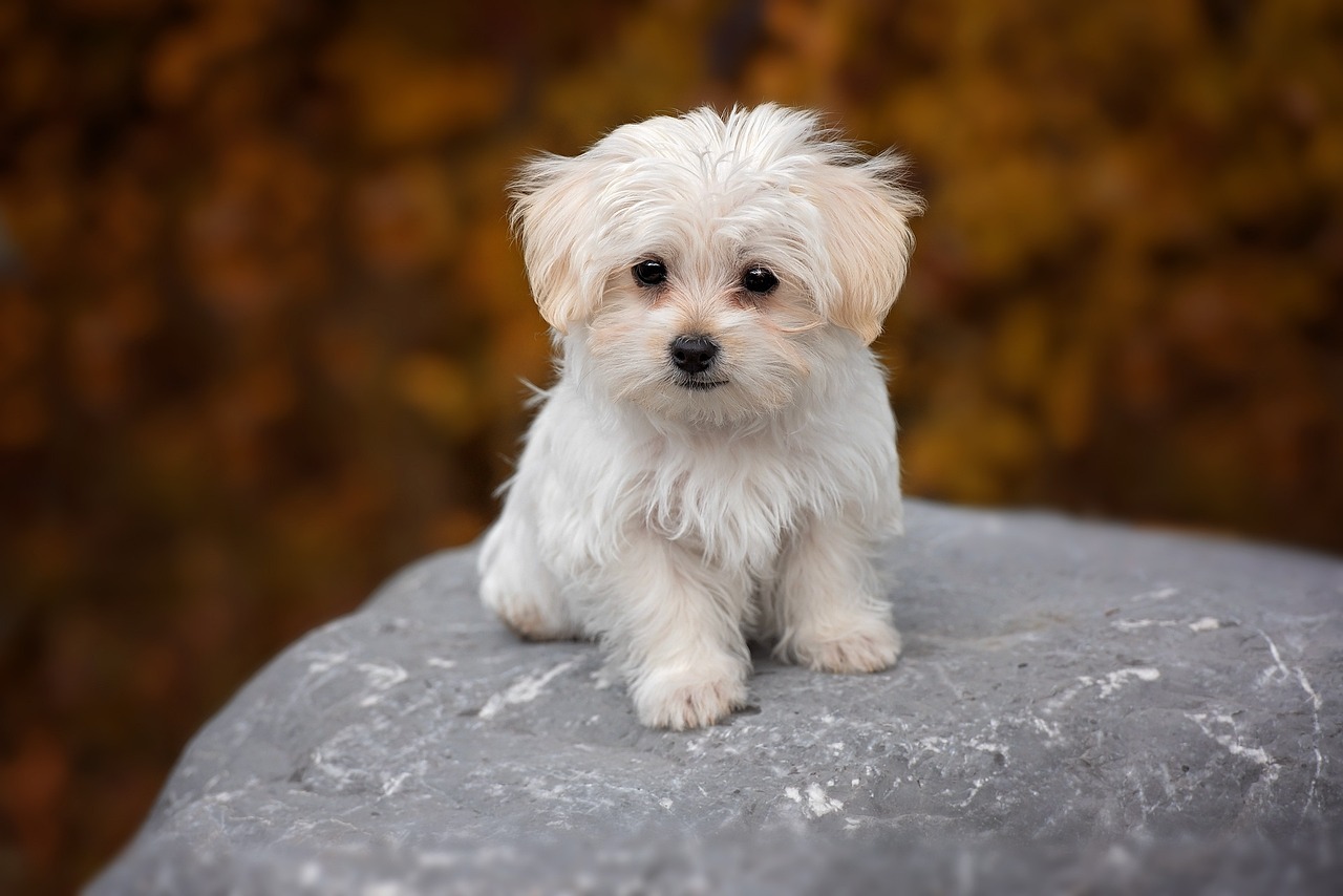 Maltese mix