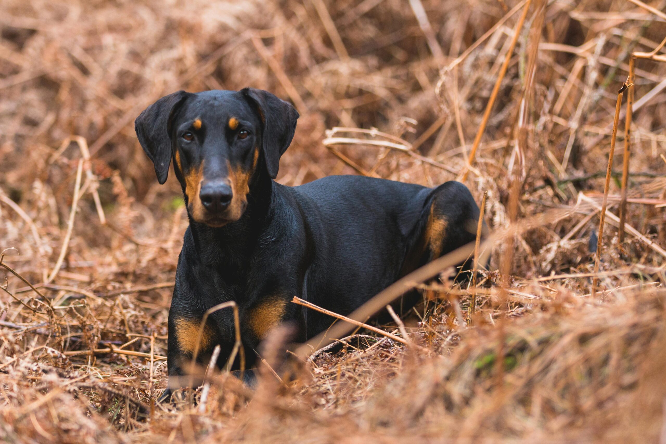 Doberman dog history