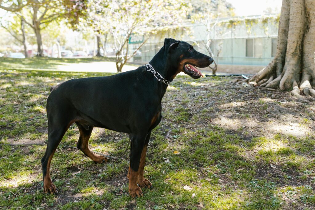 DobermanHistory