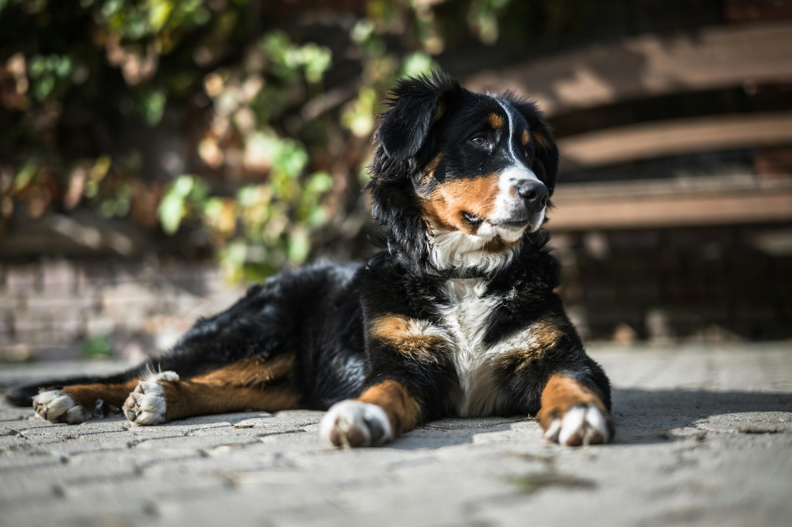 Working dog breeds