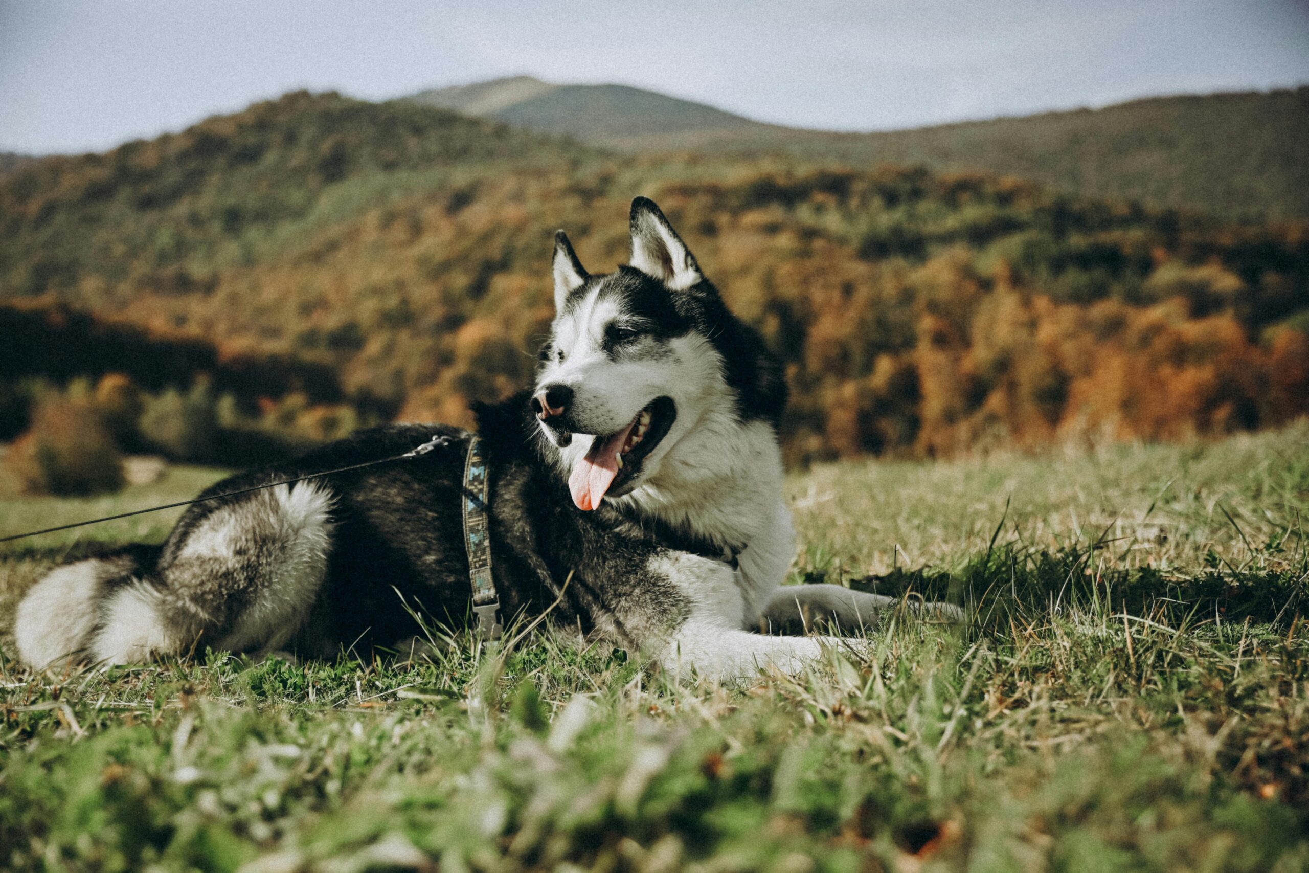 rare husky colors