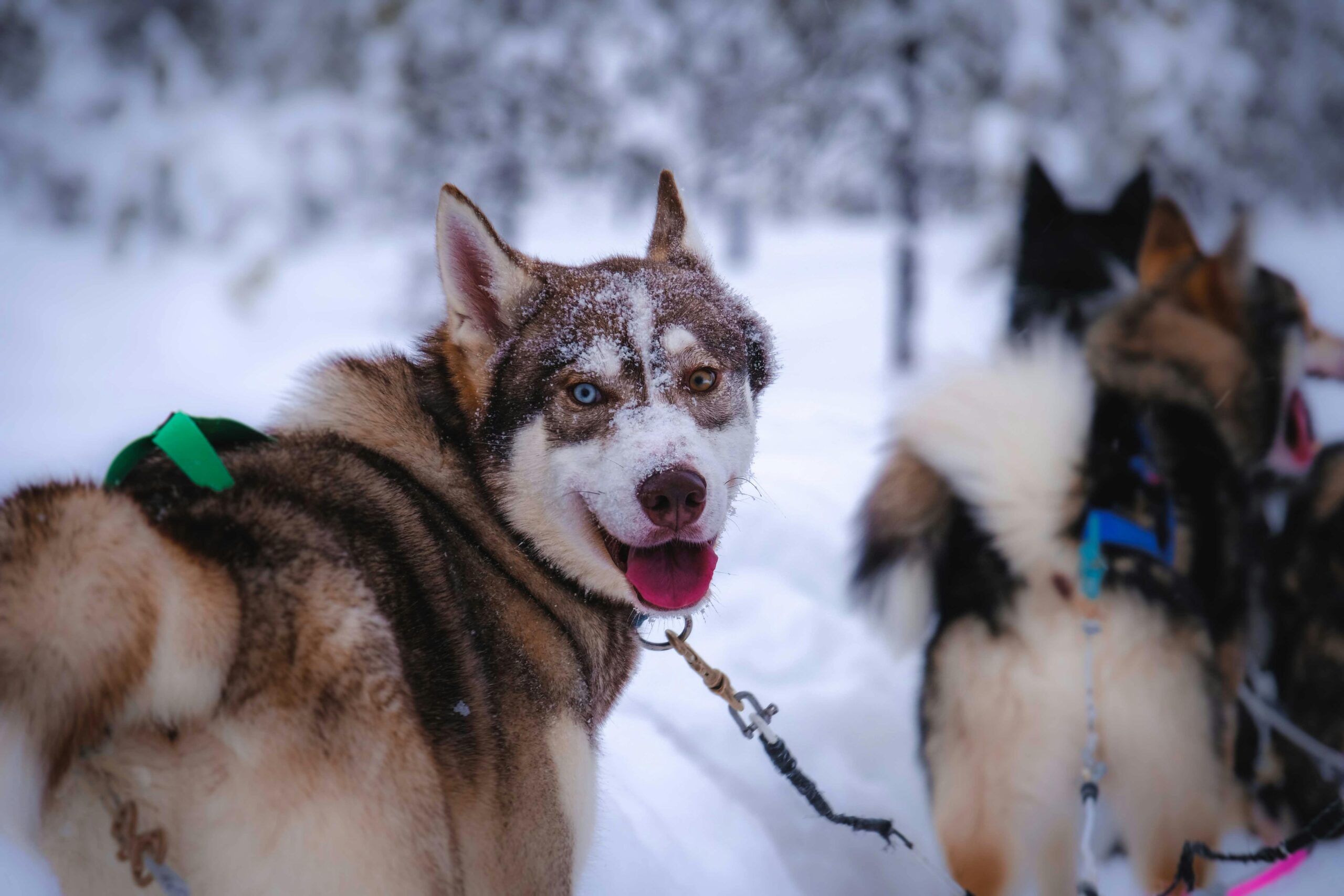 How to keep a dog warm in winter