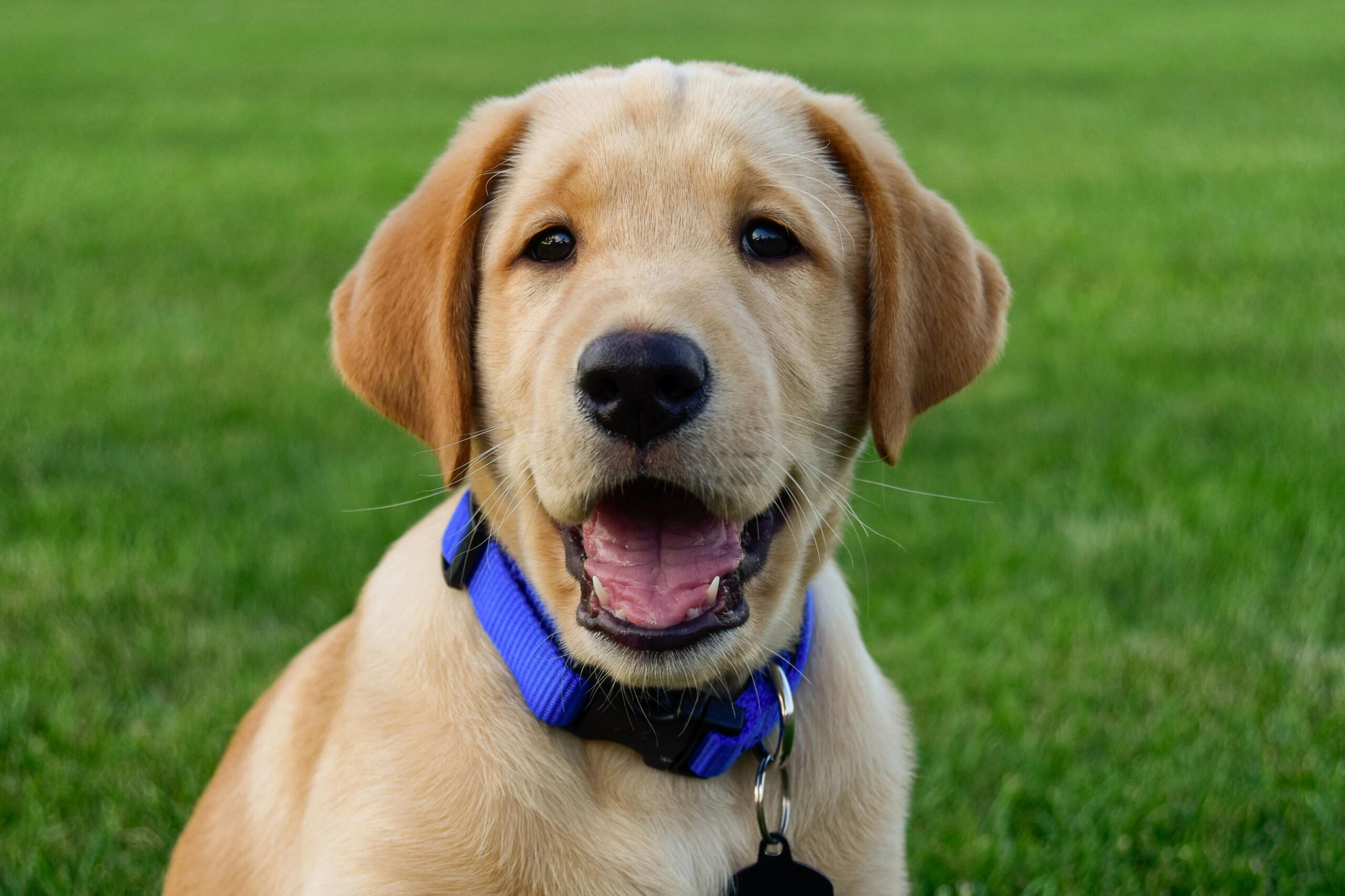 average life expectancy for golden retriever