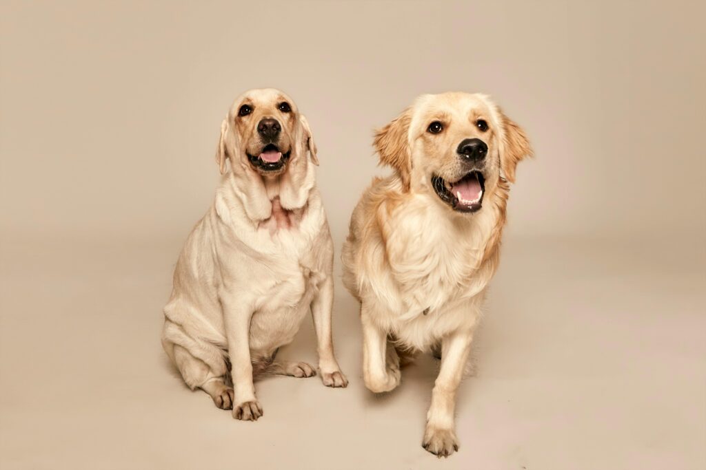 average life expectancy for golden retriever