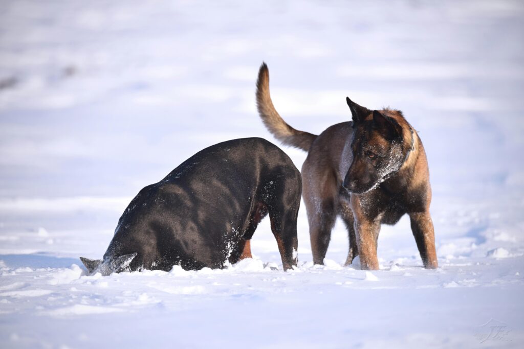 How to keep a dog warm in winter