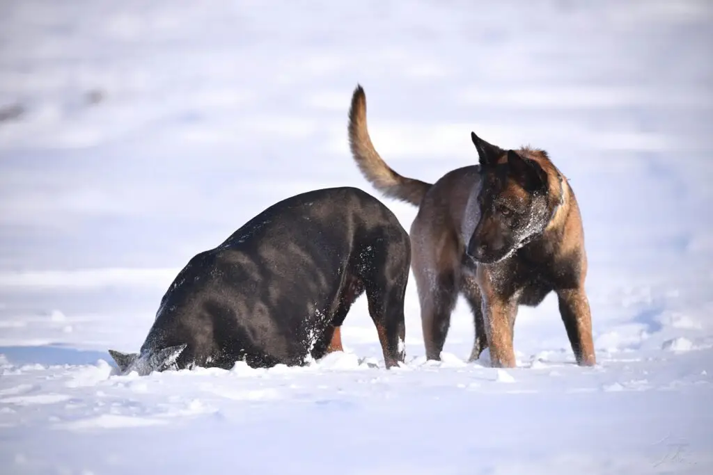 How to keep a dog warm in winter