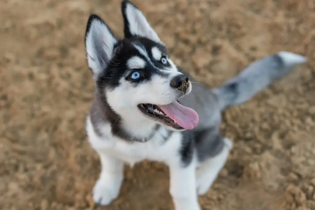 blue rare husky colors