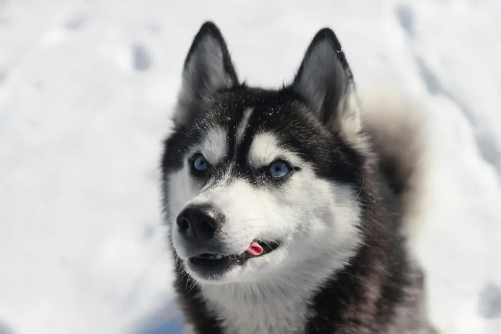 blue rare husky colors