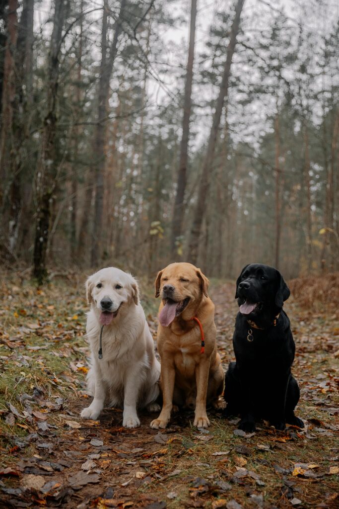 American Labrador Retriever Breeders Maryland