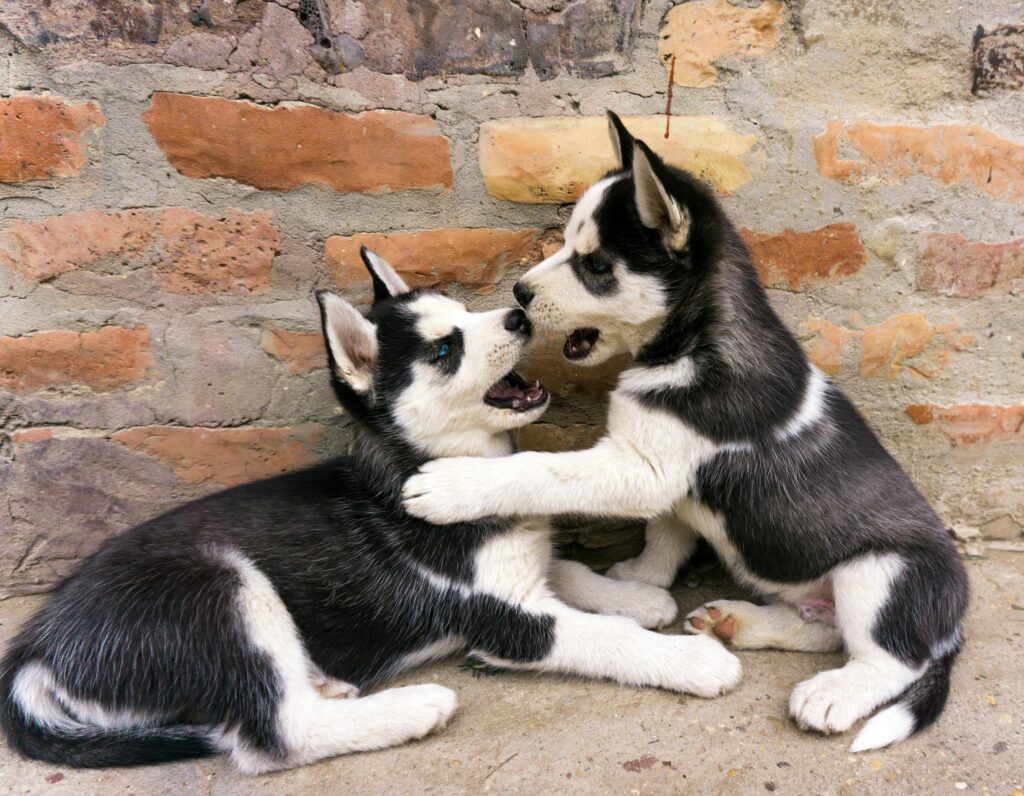 rare husky colors