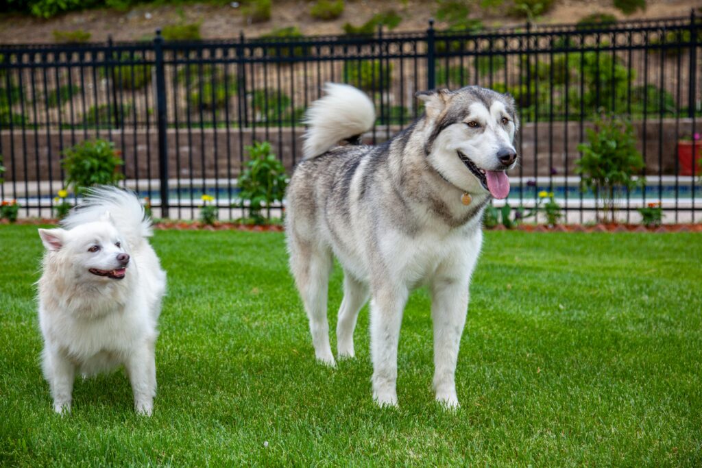 rare husky colors