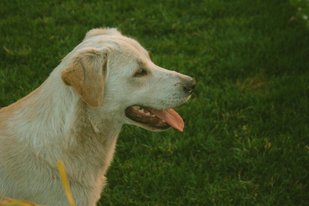 average life expectancy for golden retriever