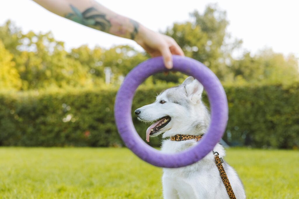 rare husky colors