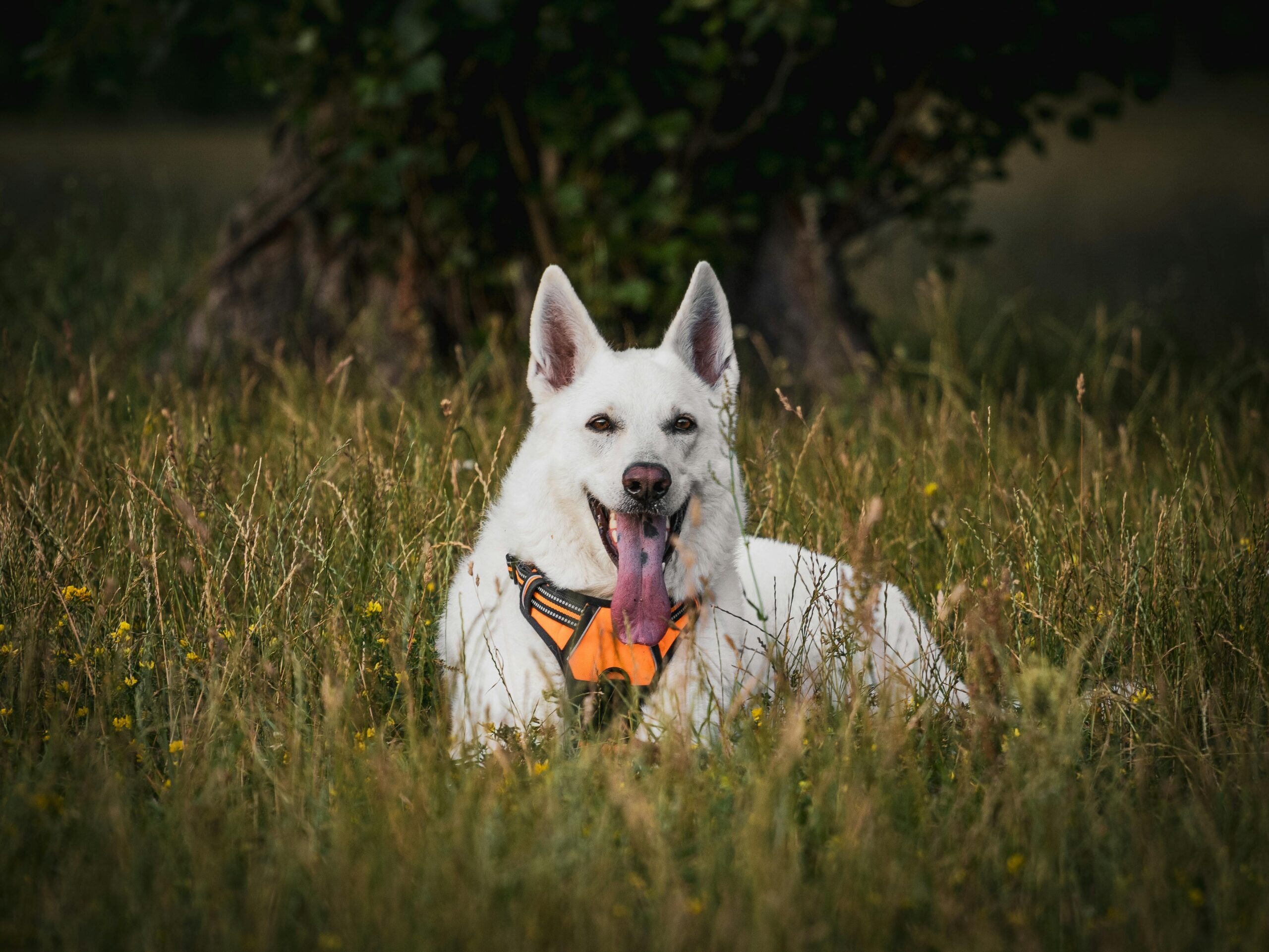 White German Shepherd Mix Puppy