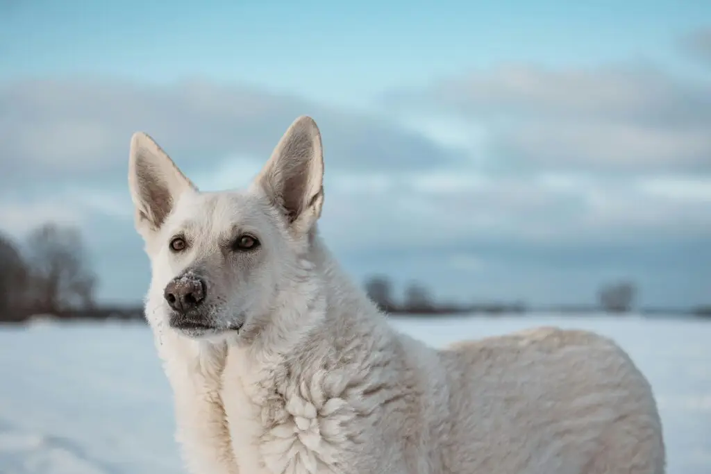 White German Shepherd Mix Puppy