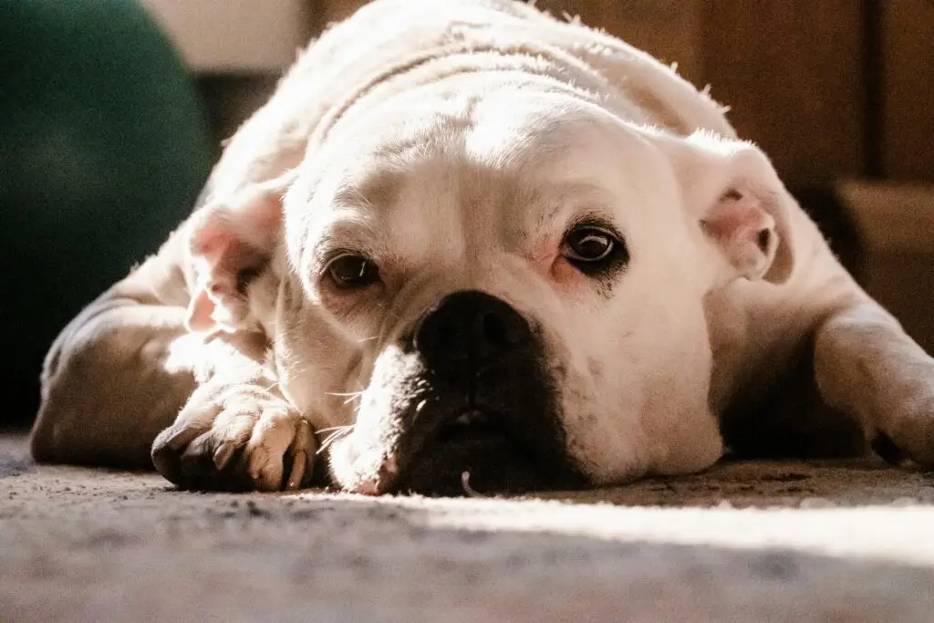 american bulldog female