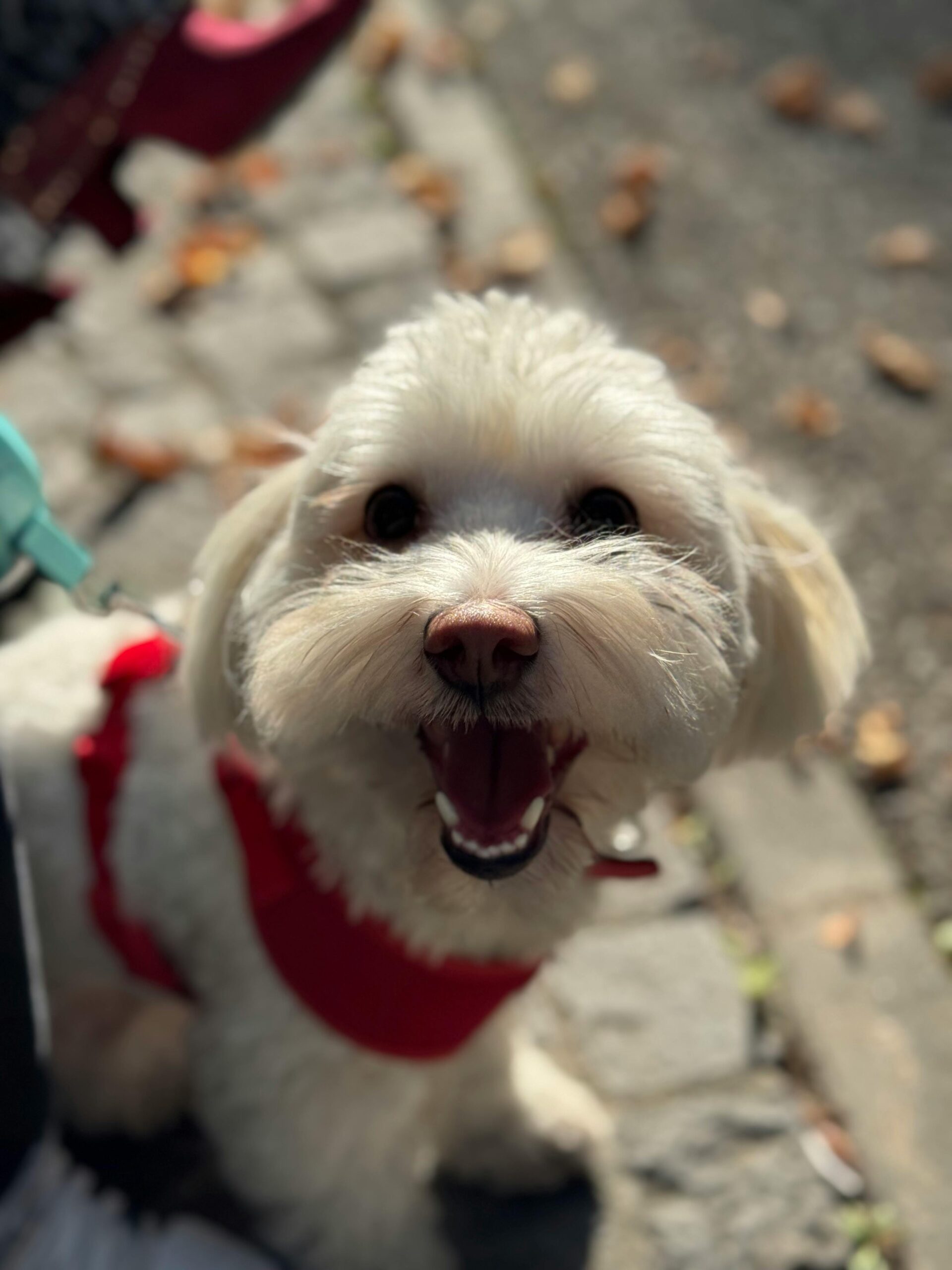 White Affenpinscher