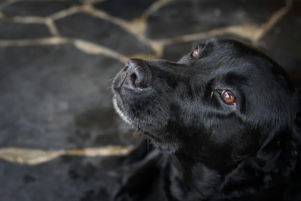 Labrador Breeders in Maryland