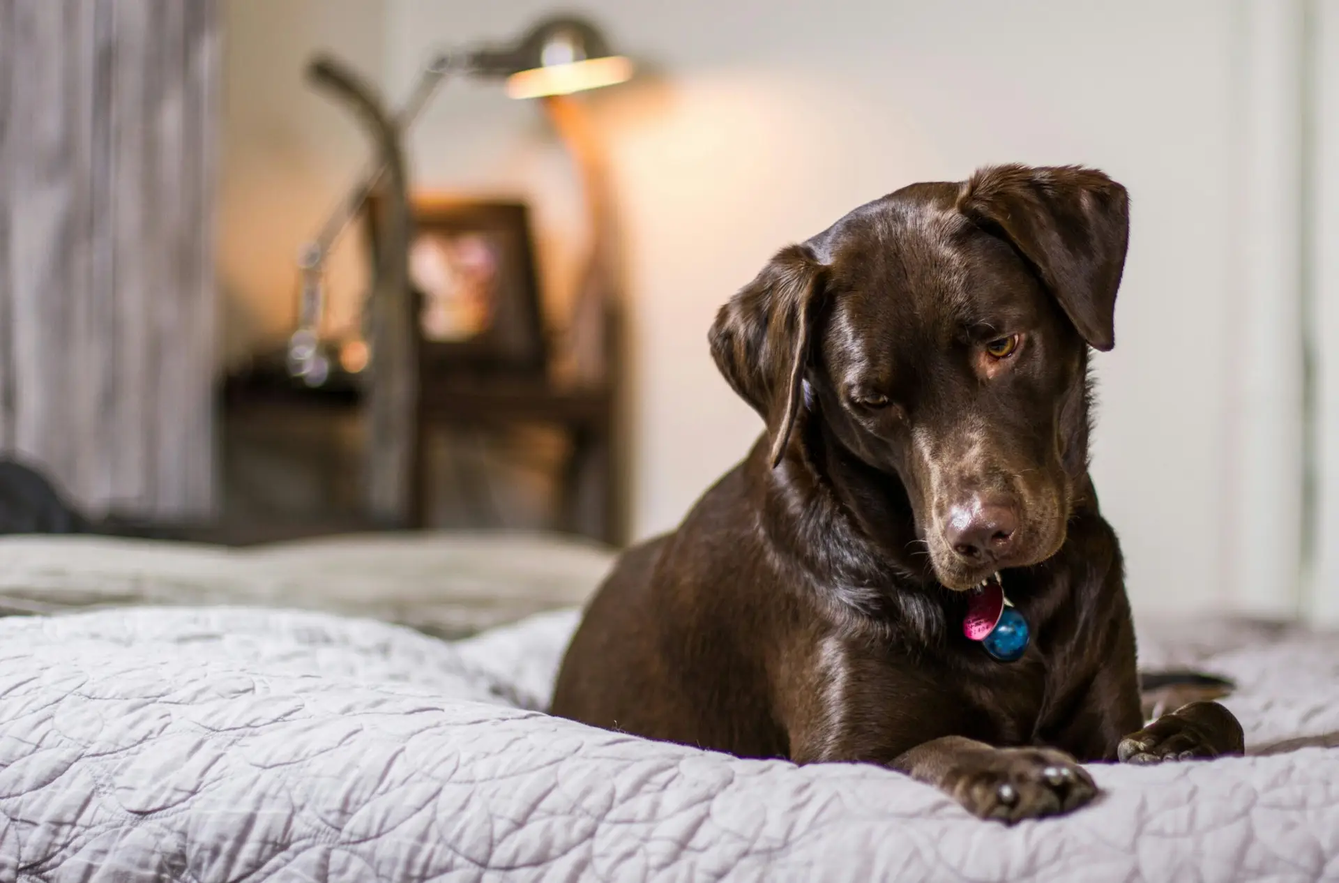 Labrador breeders in Maryland