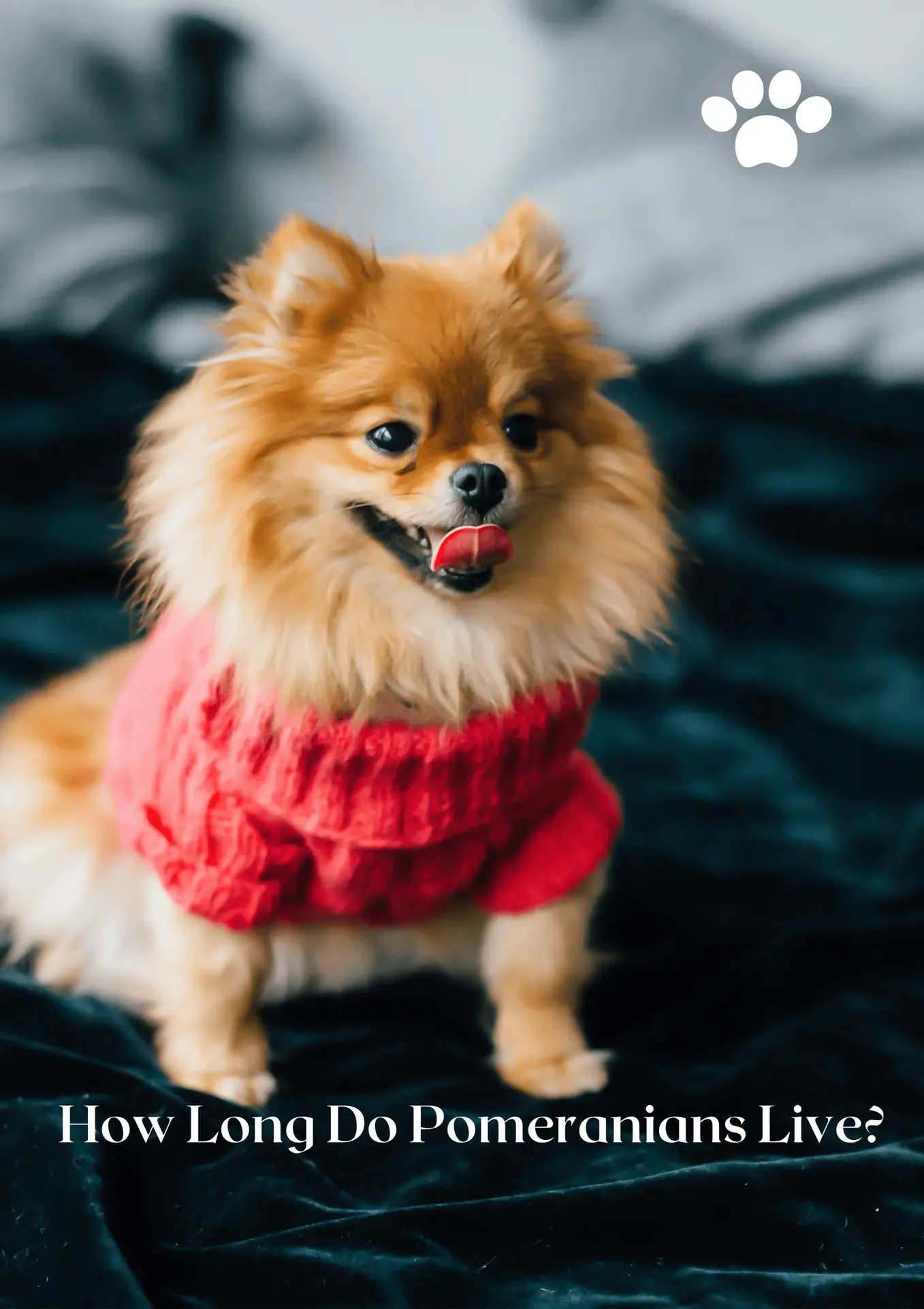 How Long Do Pomeranians Live