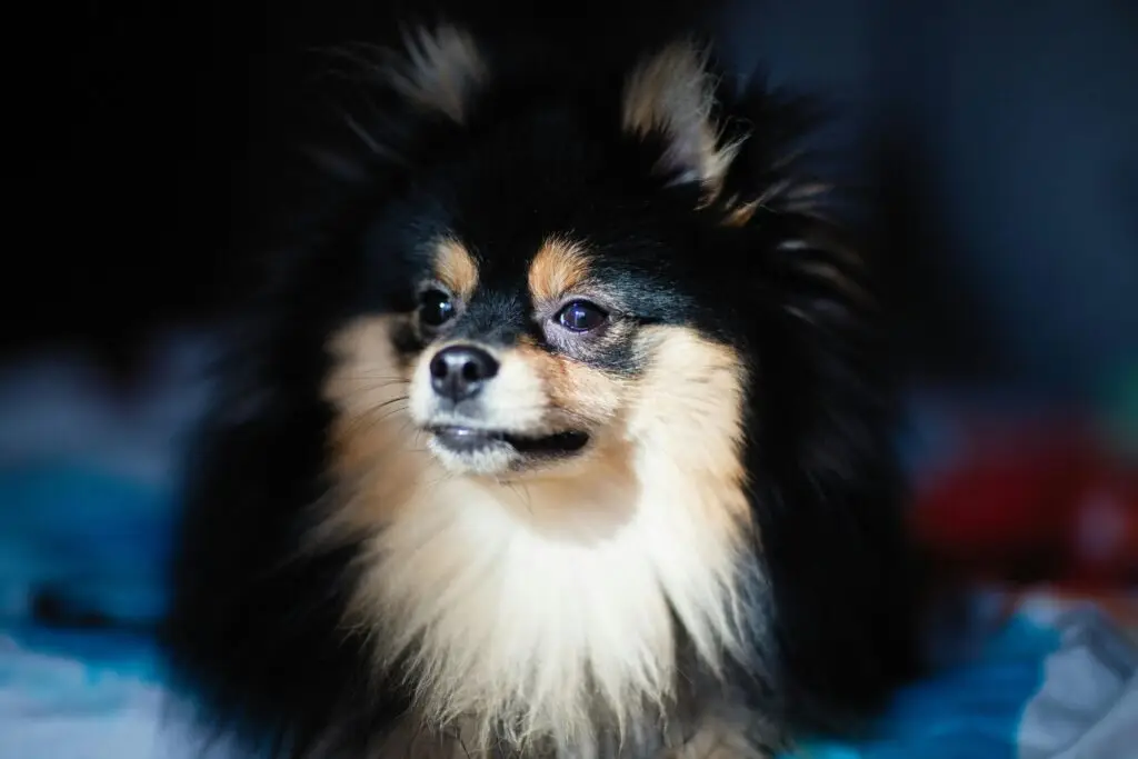 How Long Do Pomeranians Live