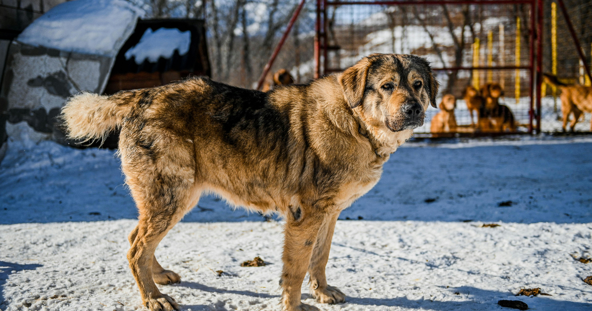 russian bear hunting dog
