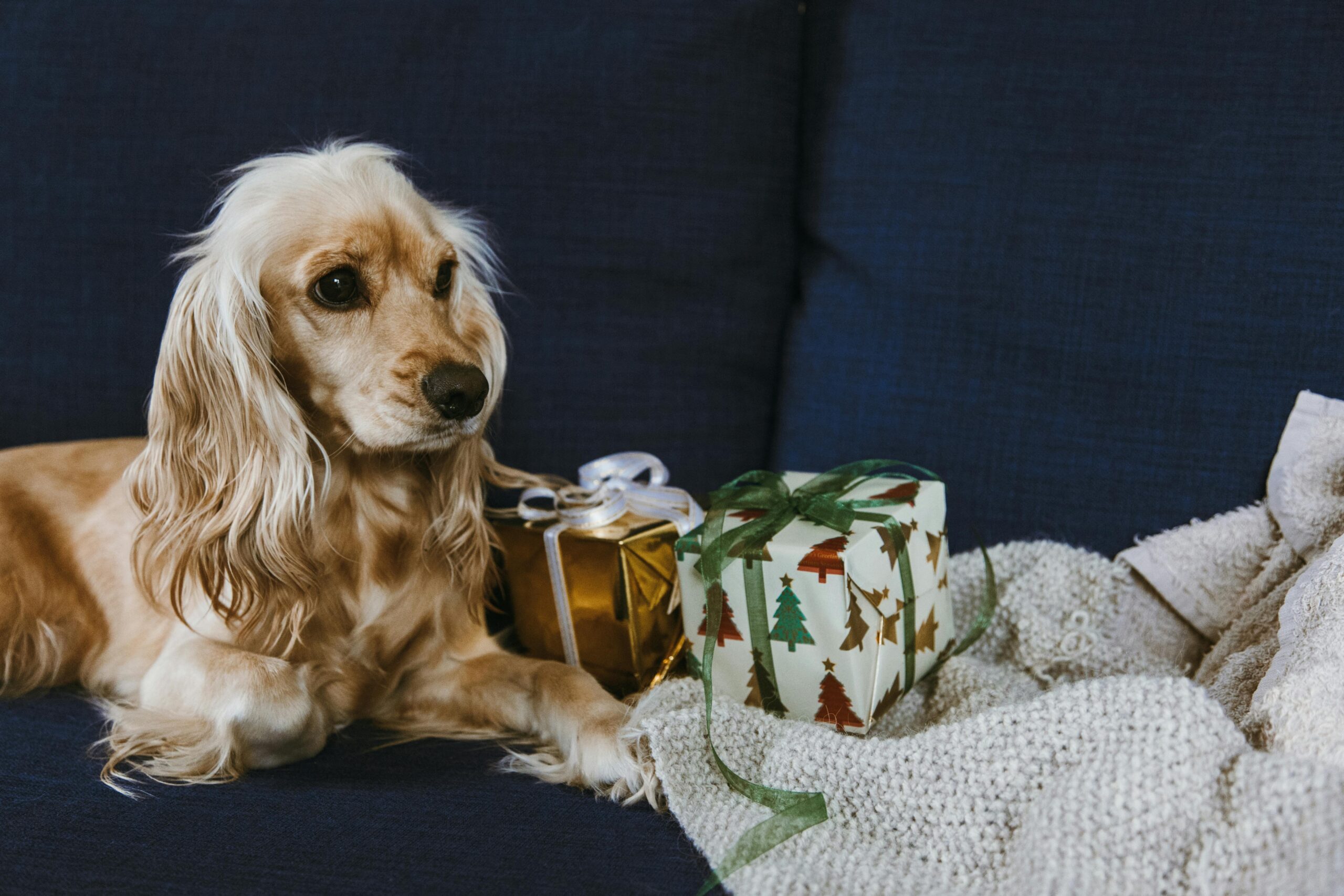 mylovelyfurryfriend discover expert tips on dog health