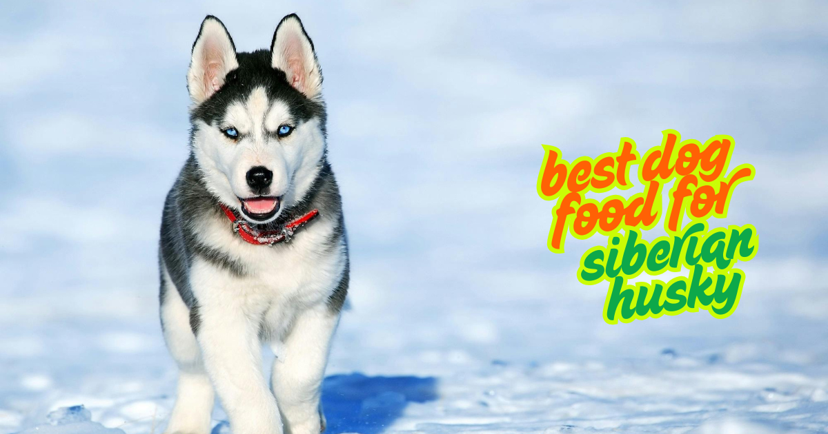 best dog food for siberian husky