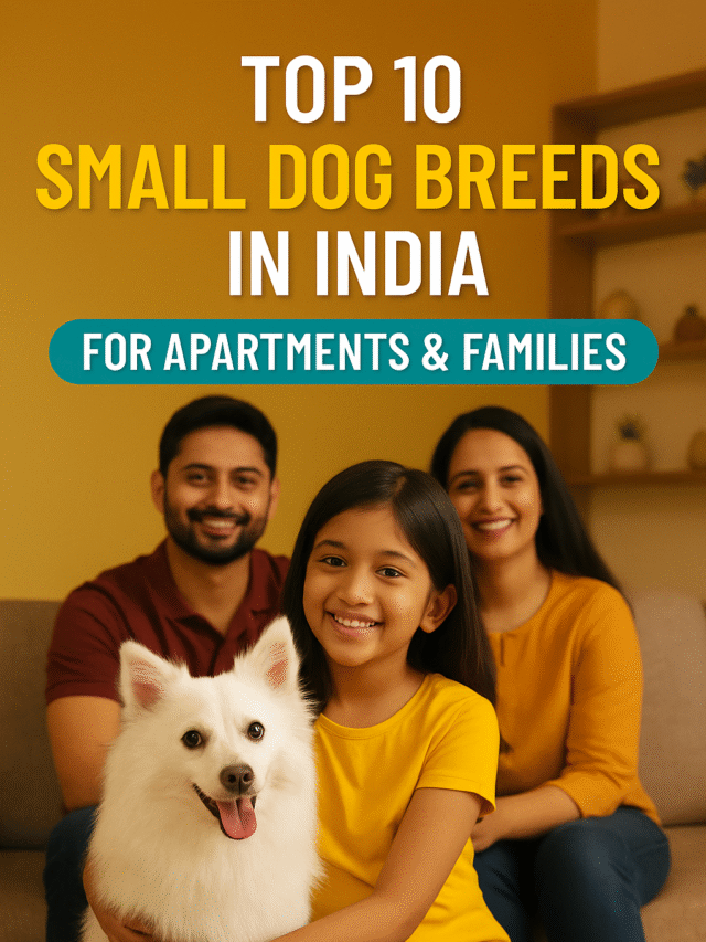 Top 10 Small Dog Breeds in India Perfect for Families & Apartments 🏡