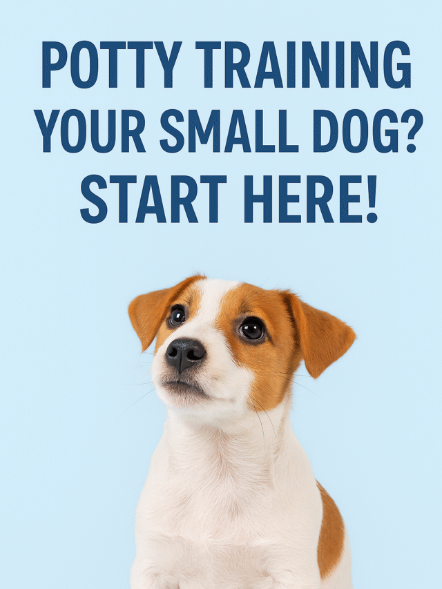 Potty Training Your Small Dog? Start Here!