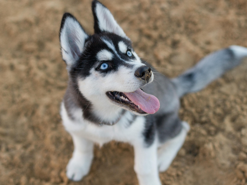 alaskan malamute cross siberian husky