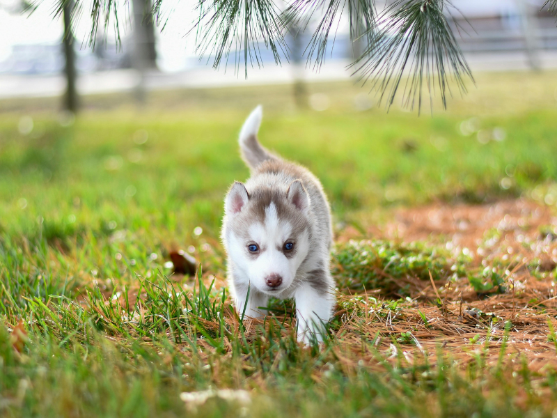 alaskan malamute cross siberian husky