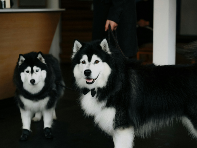 alaskan malamute mix with siberian husky