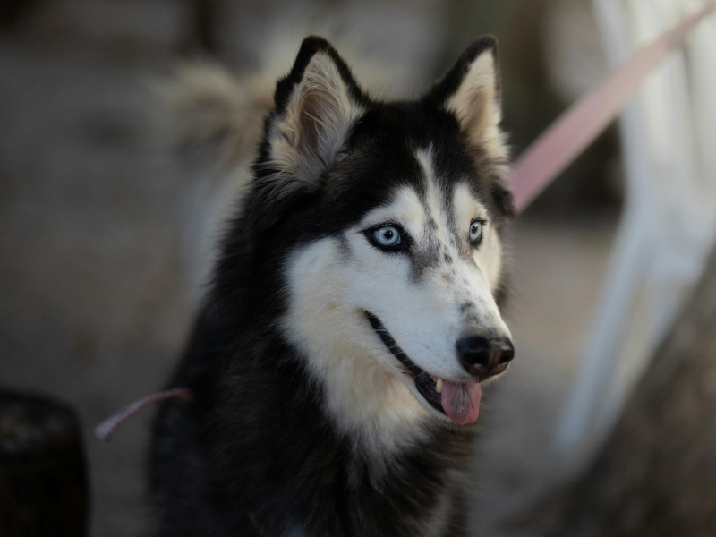 alaskan malamute mix with siberian husky
